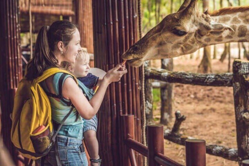 A person feeding a giraffe at a zoo enclosure. 1