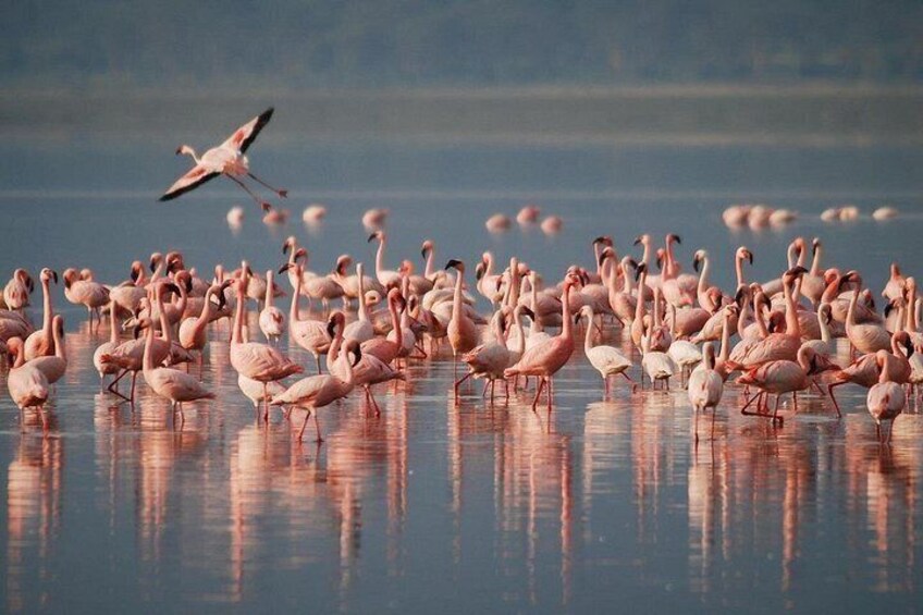 A large flock of flamingos standing in shallow water with reflections on the surface. 3