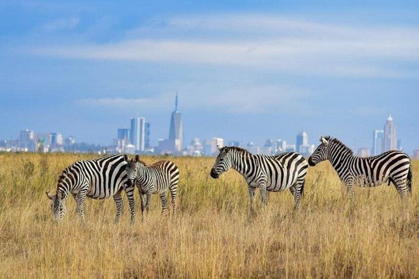 Zebras in a field with a city skyline in the background. 2