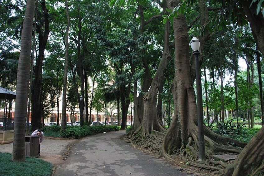 A pathway lined with large trees and a lamp post. 5
