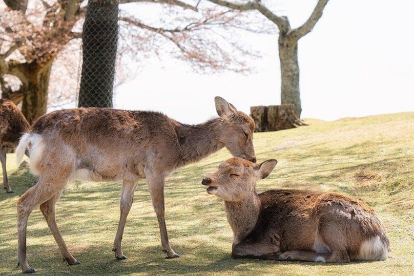 From Kyoto / Osaka: Kyoto Must-see Spots & Nara Park One Day Tour 2