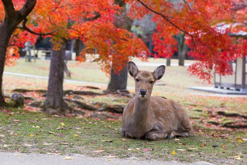 From Kyoto / Osaka: Kyoto Must-see Spots & Nara Park One Day Tour 3