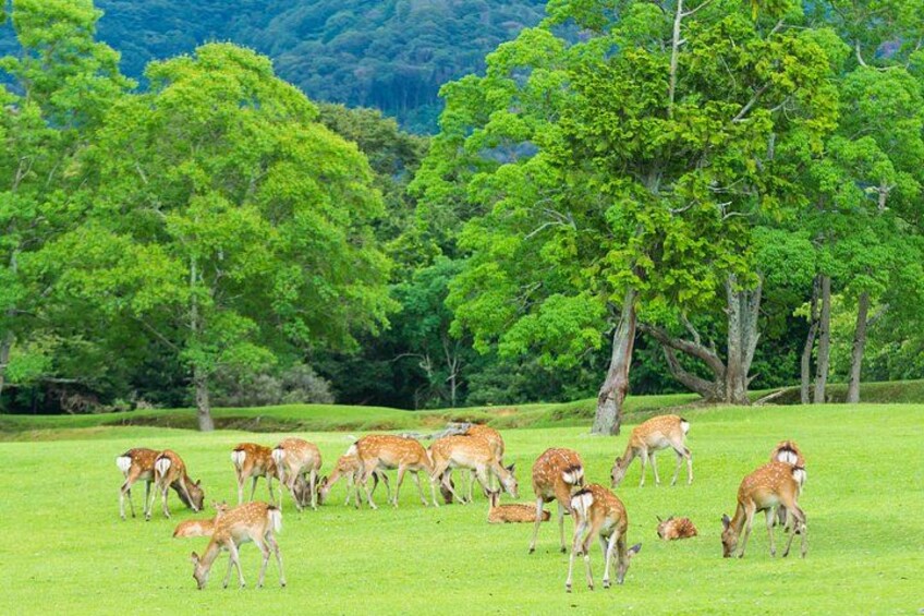 From Kyoto / Osaka: Kyoto Must-see Spots & Nara Park One Day Tour 4