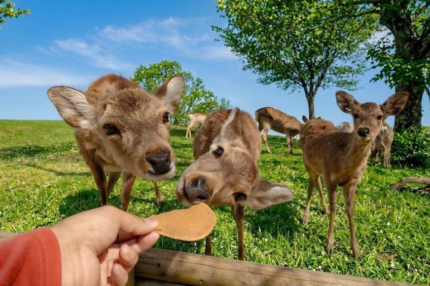 From Kyoto / Osaka: Kyoto Must-see Spots & Nara Park One Day Tour 2