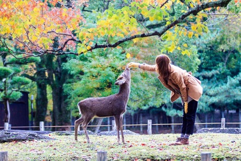 From Kyoto / Osaka: Kyoto Must-see Spots & Nara Park One Day Tour 5