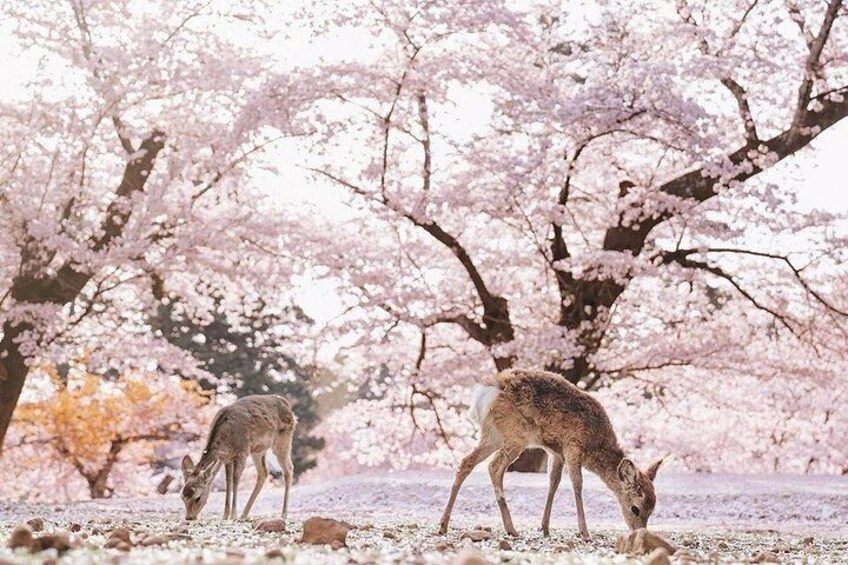 From Kyoto / Osaka: Kyoto Must-see Spots & Nara Park One Day Tour 2