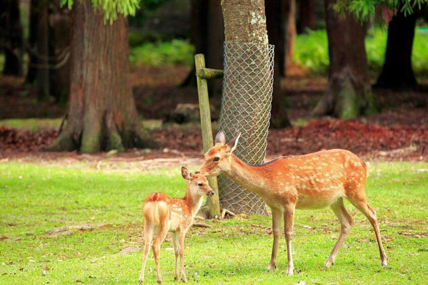 From Kyoto / Osaka: Kyoto Must-see Spots & Nara Park One Day Tour 4