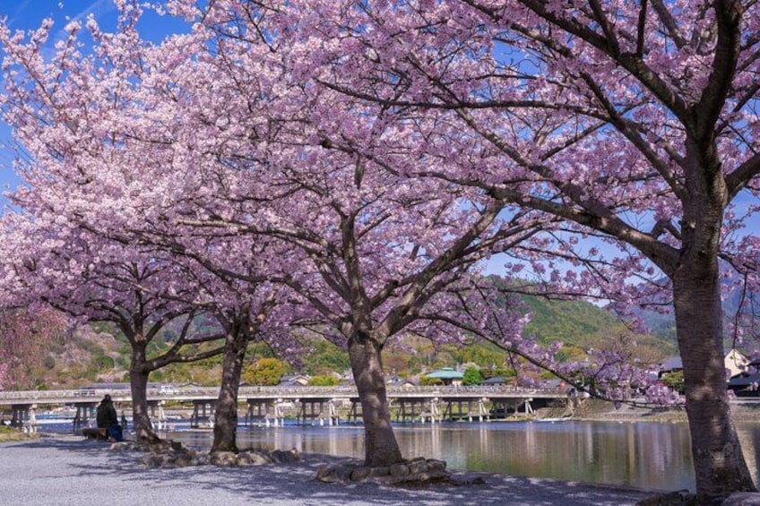From Kyoto / Osaka: Kyoto Must-see Spots & Nara Park One Day Tour 5