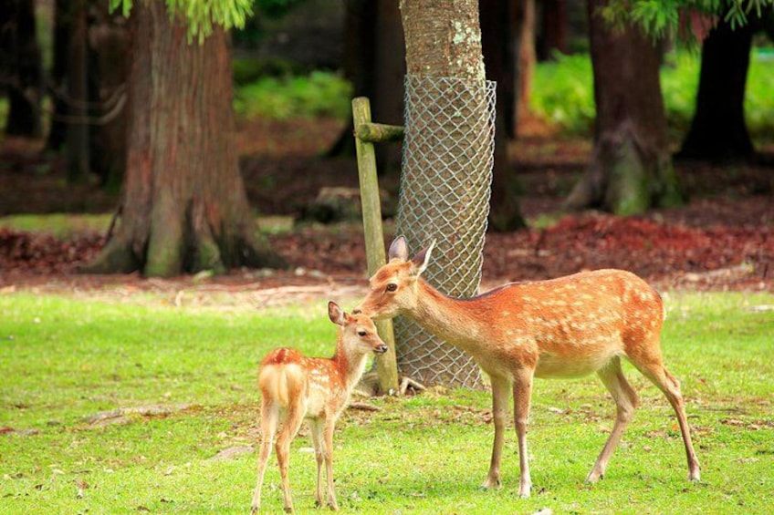 From Kyoto / Osaka: Kyoto Must-see Spots & Nara Park One Day Tour 2