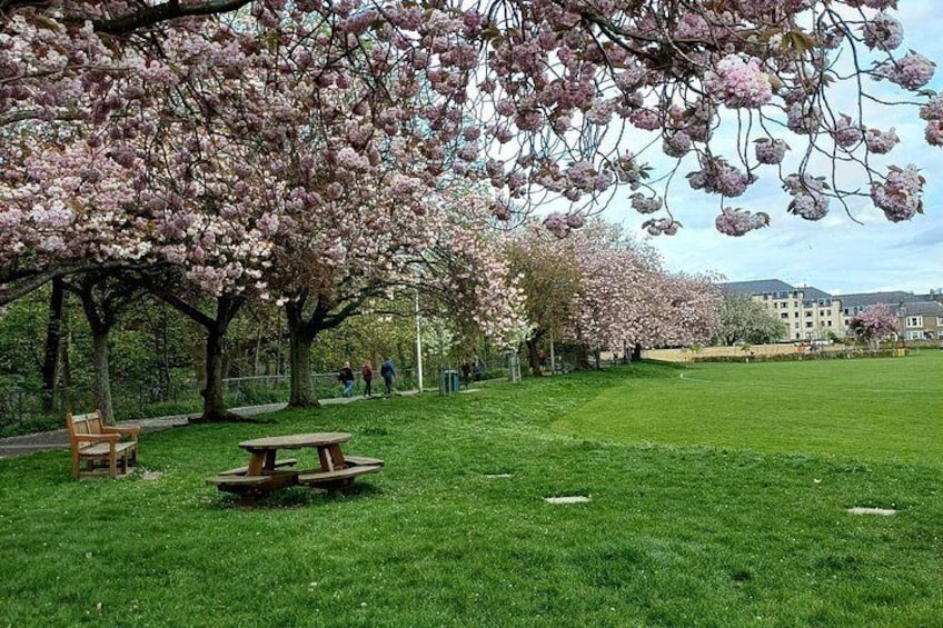 Un parco con alberi di ciliegio in fiore, un tavolo da picnic e panchine. 3