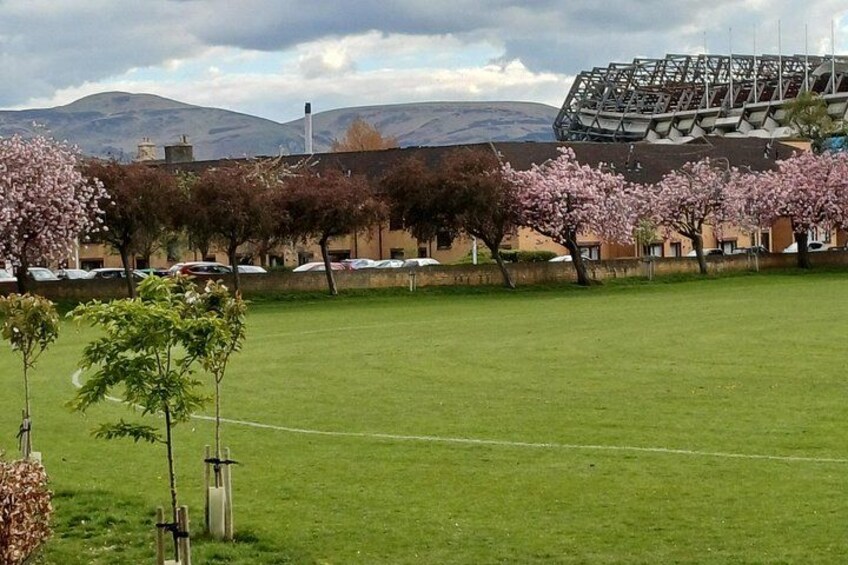 A green field with cherry blossom trees, a parking lot, and a stadium in the background. 3
