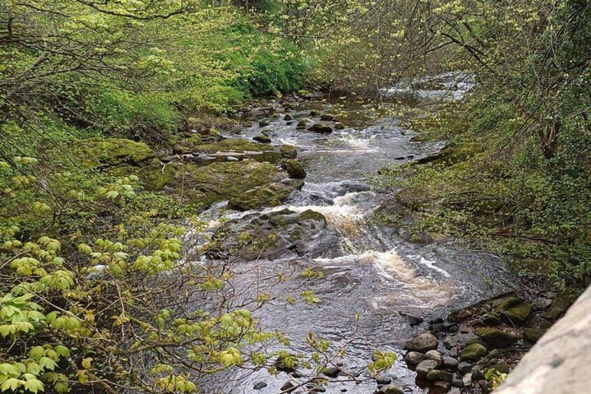 A stream flowing through a forested area with rocks and vegetation. 4