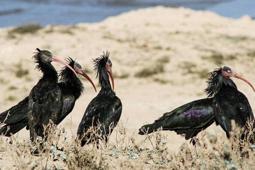 Drie zwarte vogels met lange snavels staan op een zandstrand. 2