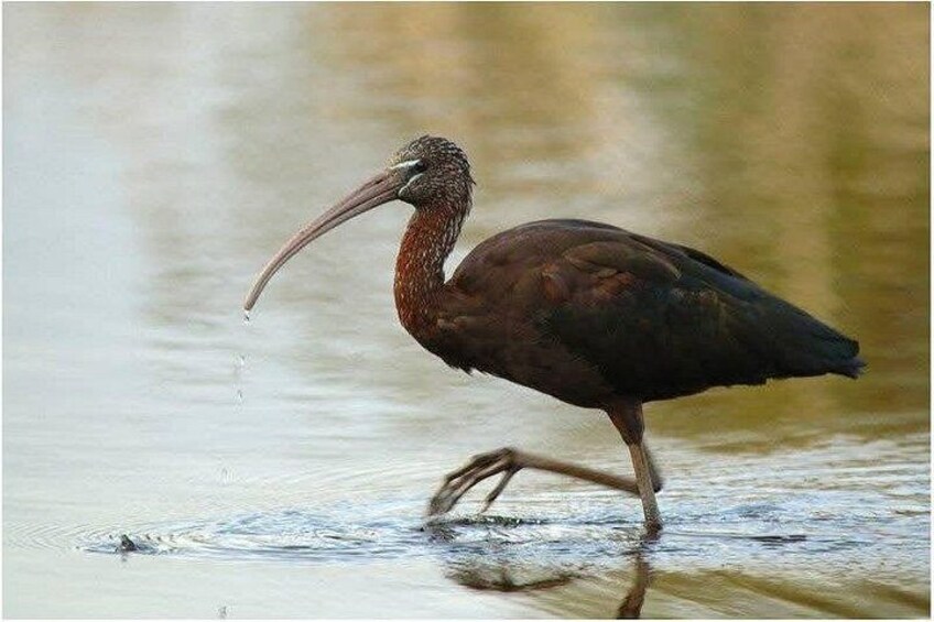 Een vogel die in ondiep water waded. 5
