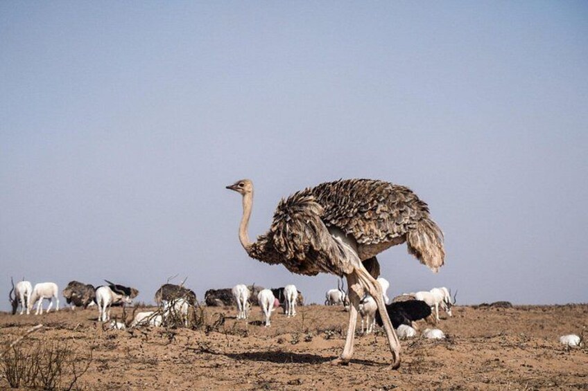 Een struisvogel staat op een droog, kaal landschap met een heldere lucht. 3