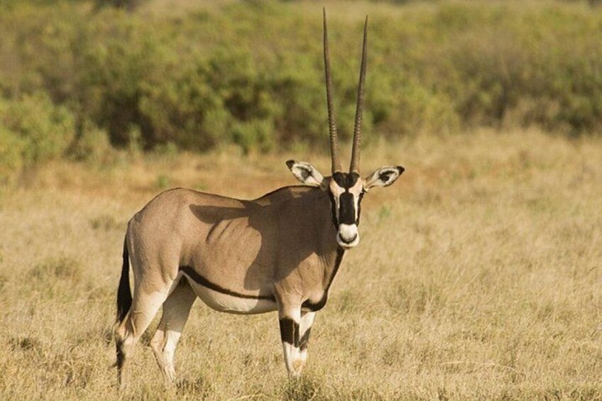 Een antilope staat in een grasveld met weinig begroeiing en een onscherpe groene achtergrond. 4