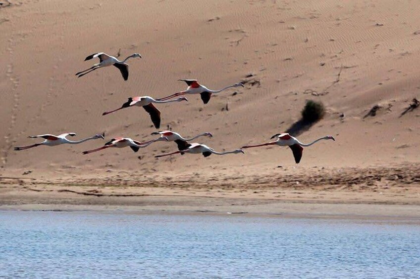 Een groep vogels vliegt over een wateroppervlak met een zandrijk landschap op de achtergrond. 1