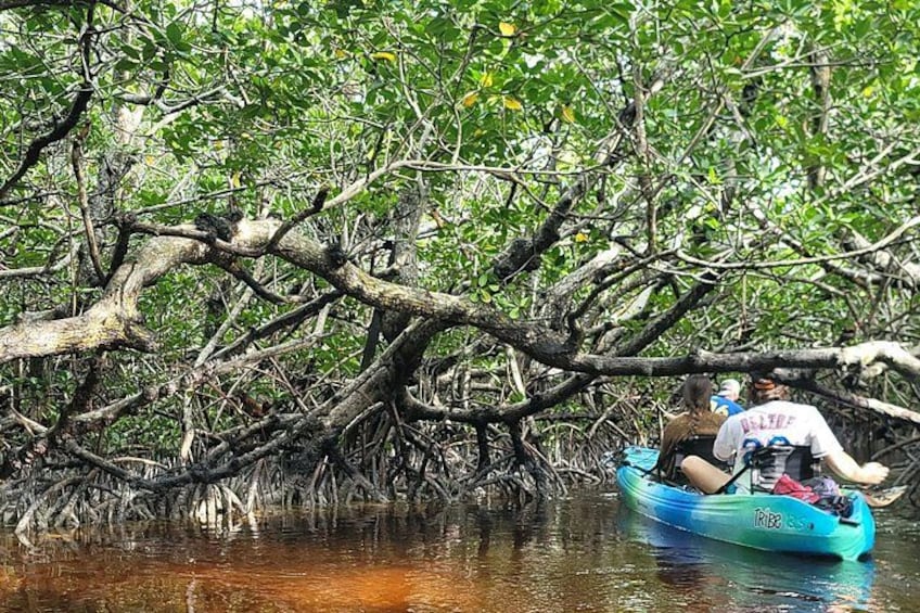 Exploring the Mangroves 4
