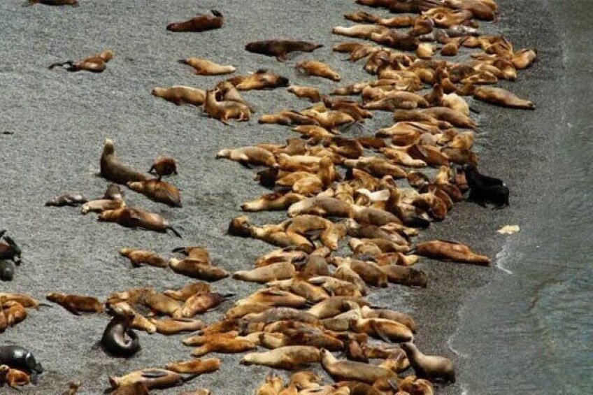 A large number of dead birds scattered on a wet surface. 3