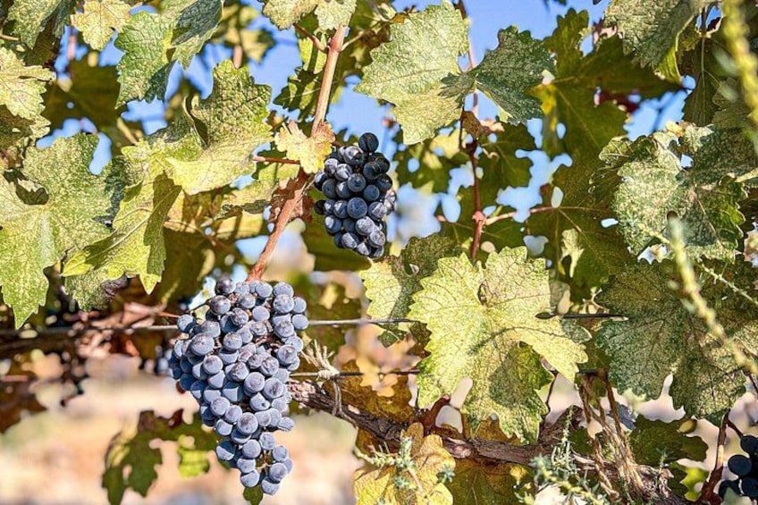 Clusters of dark purple grapes on a vine with green leaves. 4