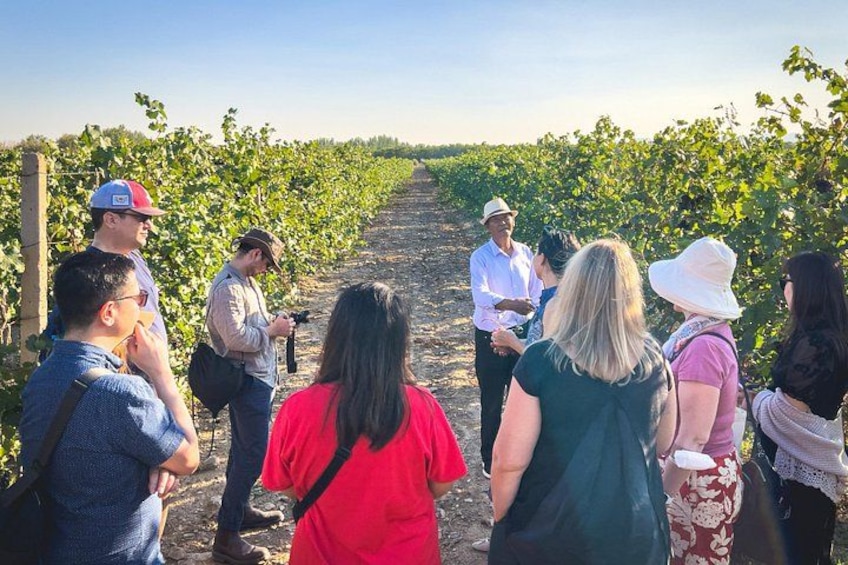 A group of people walking through a vineyard. 1