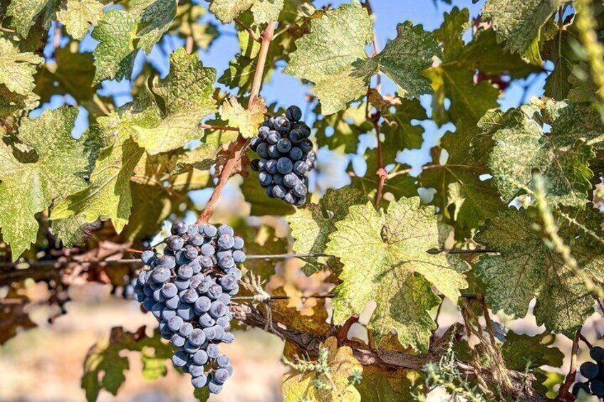 3-Day 2-Nignt Wine Taste Through China's Wine Region of Ningxia 4