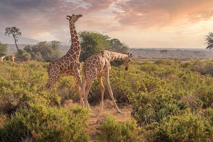 3 days 2 nights budget safari to Maasai Mara National Reserve 2