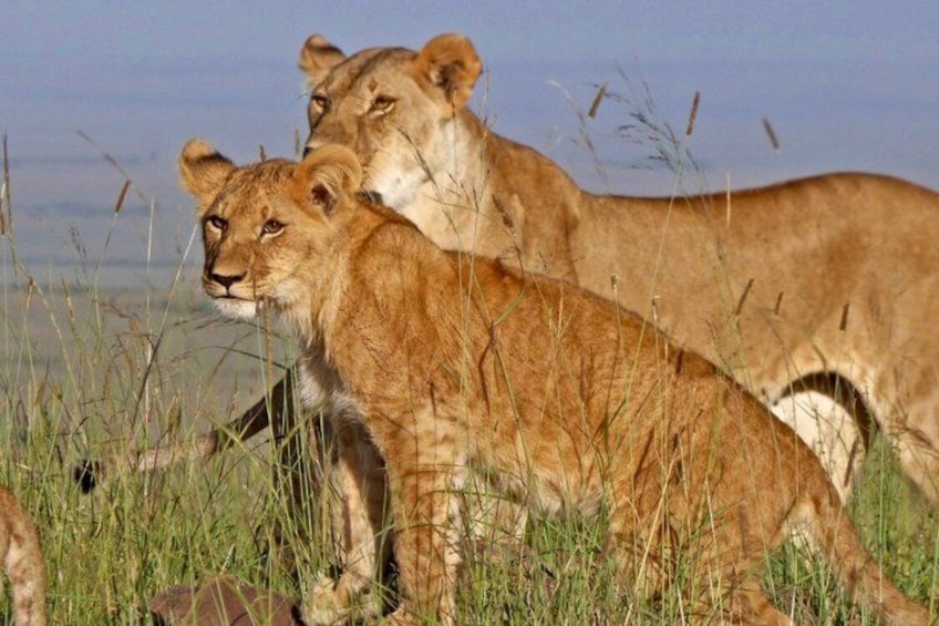 Two lions in a grassy field with tall grass and a clear sky. 3