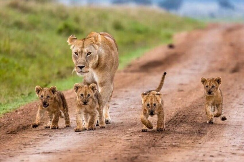 3 days 2 nights budget safari to Maasai Mara National Reserve 2