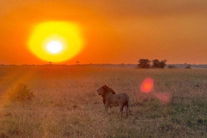 3 days 2 nights budget safari to Maasai Mara National Reserve 3