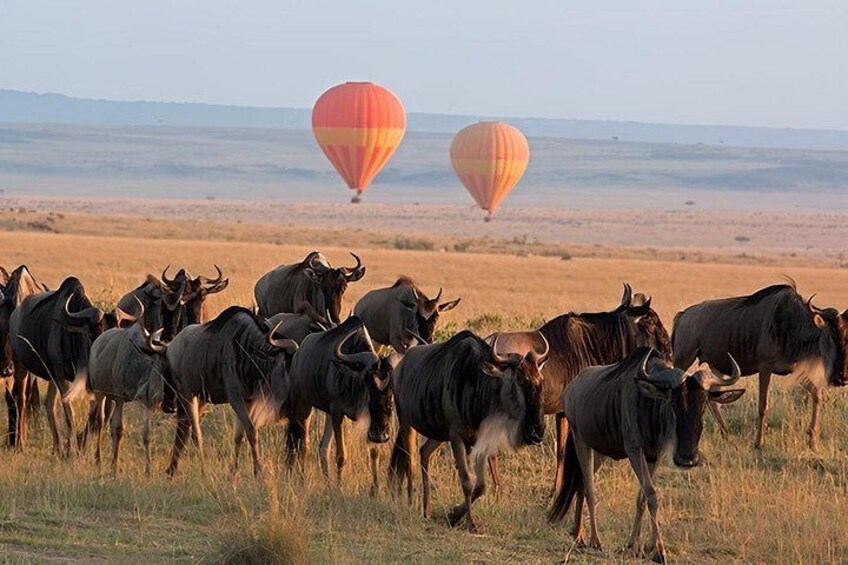 3 days 2 nights budget safari to Maasai Mara National Reserve 1