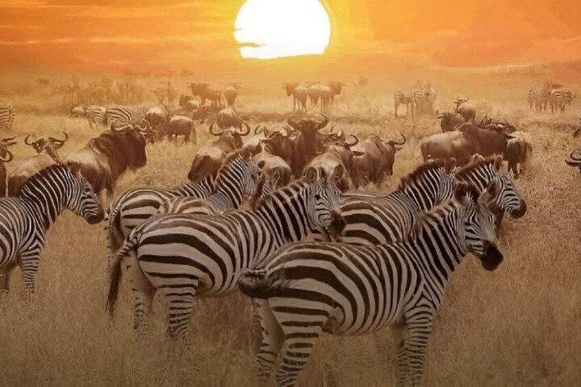 3 days 2 nights budget safari to Maasai Mara National Reserve 4