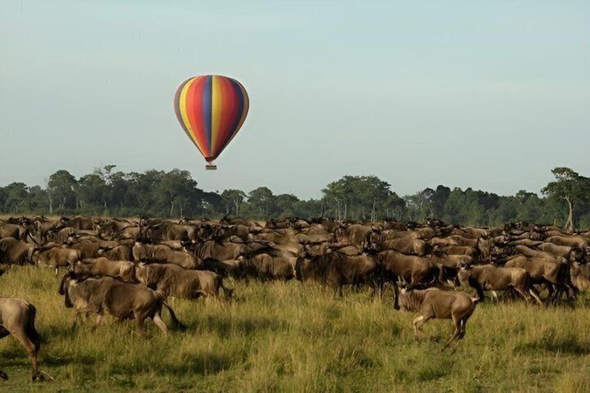 3 days 2 nights budget safari to Maasai Mara National Reserve 3