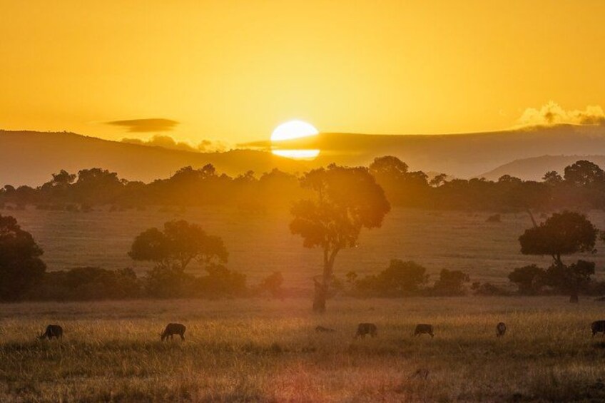 3 days 2 nights budget safari to Maasai Mara National Reserve 4