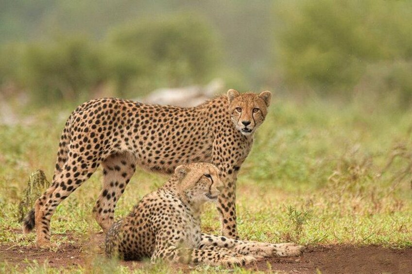 3 days 2 nights budget safari to Maasai Mara National Reserve 5