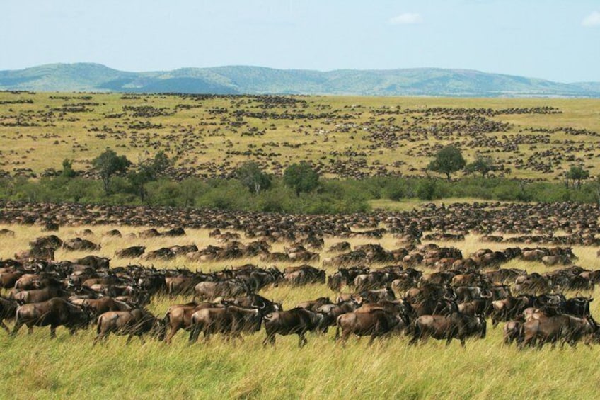3 days 2 nights budget safari to Maasai Mara National Reserve 2