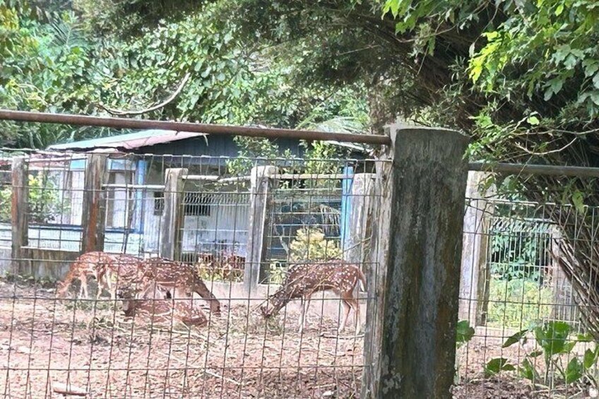 Un recinto vallado con jirafas. 4