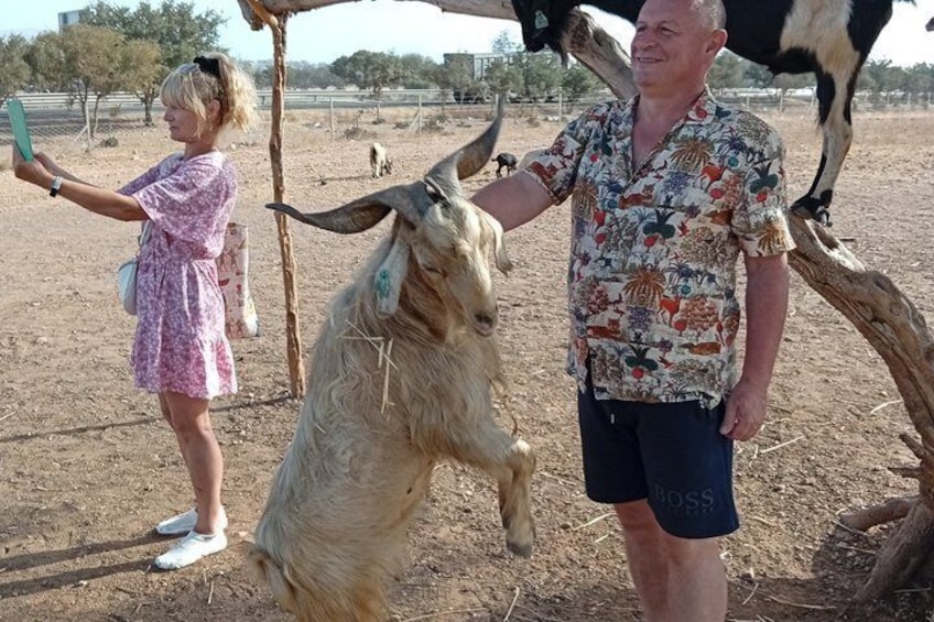 Agadir Goats Climbing Argan Trees Tour with Souk El Had Market 3