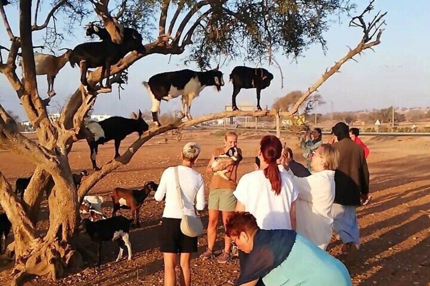A group of people observing goats on a tree branch in a rural setting. 1