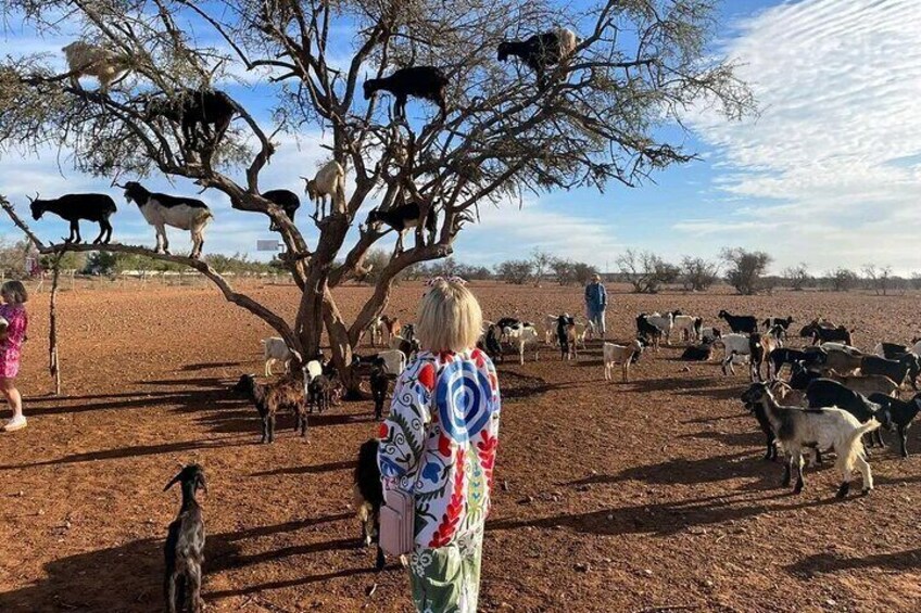 A tree with goats, a person in a colorful shirt, and a herd of cattle in a dry, open field. 3