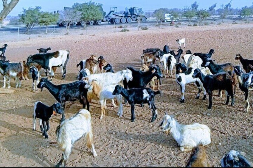 A herd of goats in a fenced area with a tractor and vehicles in the background. 2