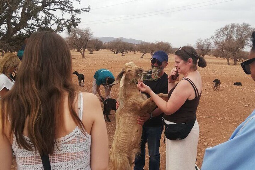 A group of people interacting with dogs in an open field with sparse trees. 5