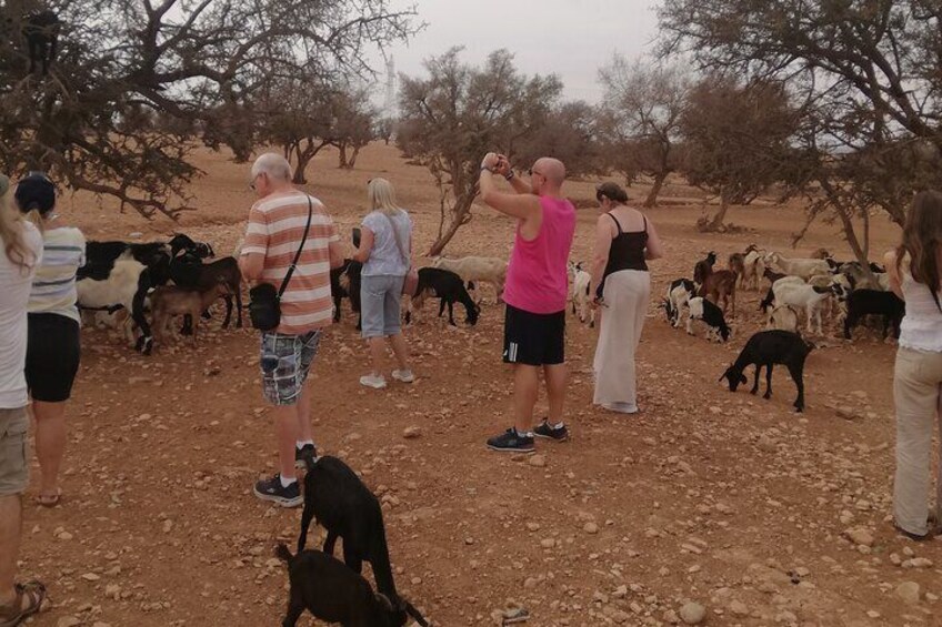 A group of people observing goats in a dry, rocky area with sparse trees. 4
