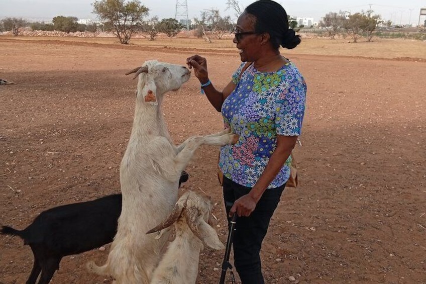 Agadir Goats Climbing Argan Trees Tour with Souk El Had Market 2