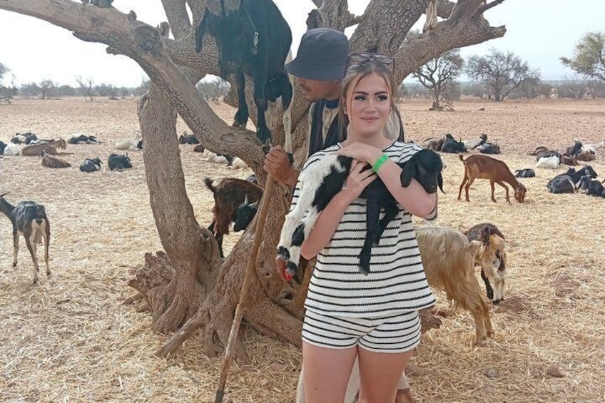 Agadir Goats Climbing Argan Trees Tour with Souk El Had Market 4