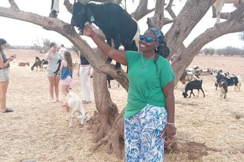 Agadir Goats Climbing Argan Trees Tour with Souk El Had Market 5
