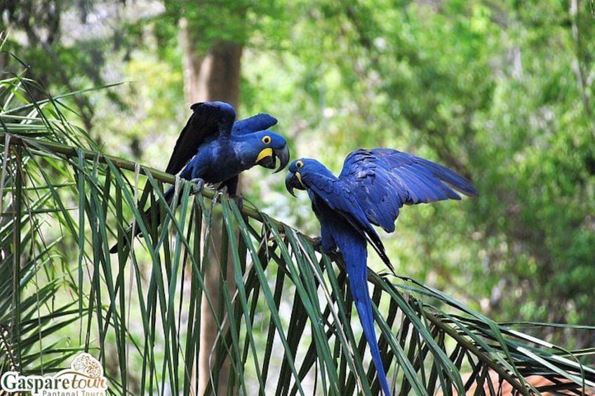 Two blue parrots perched on a green plant. 3