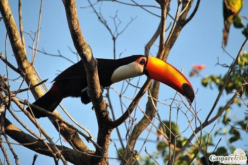 A toucan perched on a tree branch. 1