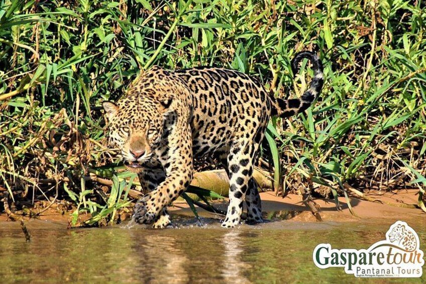 A leopard near a water body surrounded by vegetation. 4