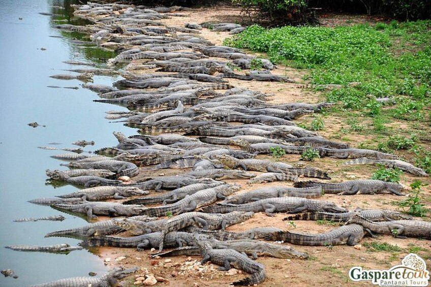 A large number of crocodiles lined up along a riverbank. 2